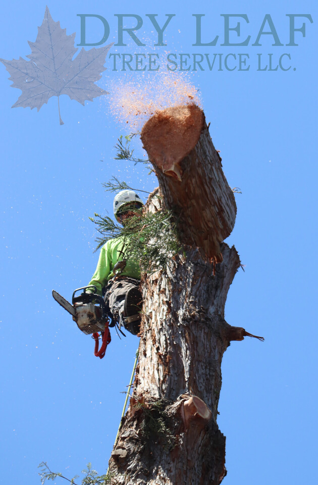 Above Commercial Tree Service Near Me