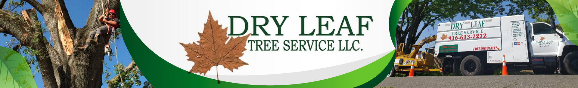 Dry Leaf Tree Service - Header