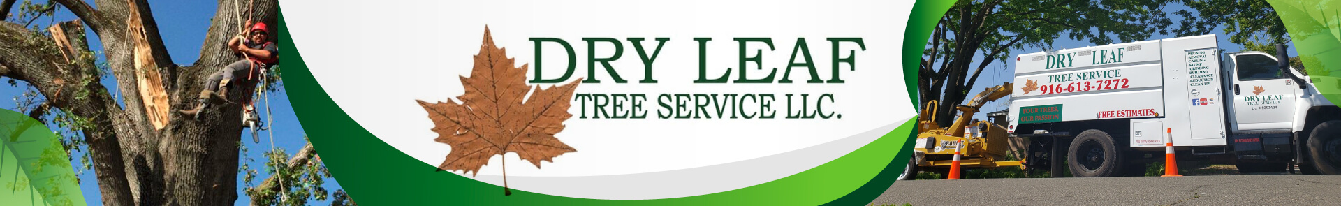Dry Leaf Tree Service LLC - Logo
